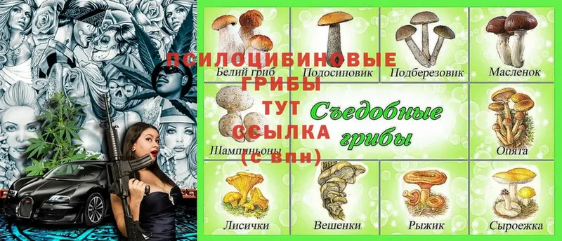 hydra как зайти  Великий Устюг  Псилоцибиновые грибы Cubensis 